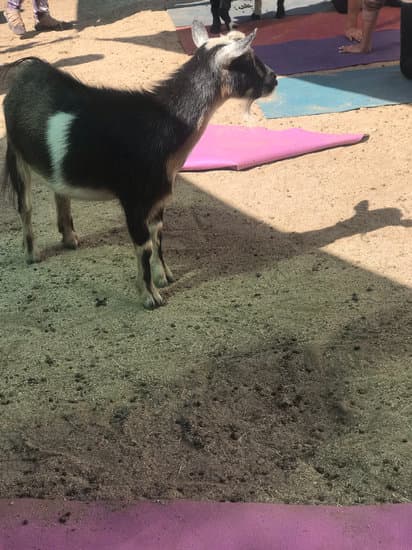 Come Si Chiama Chi Pratica Yoga 7 Scopri il nome di coloro che praticano yoga seguendo i tuoi istinti, esplorando comunità locali o tramite lezioni online