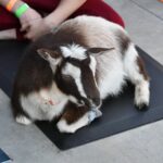 Cosa Costa La Lezione Yoga Alla Palestra Il Doro Suggerimento 1: Scopri il costo della lezione di yoga presso la palestra Il D'Oro