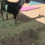 Esercizi di yoga per rassodare interni coscia e glutei: guida completa