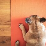 Eventi Yoga Novembre relax e benessere garantiti